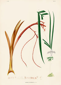 João Barbosa Rodrigues Folio Palm Print Geonoma erythrospadix - Panteek Antique Prints