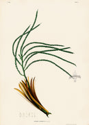 João Barbosa Rodrigues Folio Palm Print Geonoma trigonostyla - Panteek Antique Prints