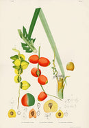 João Barbosa Rodrigues Folio Palm Print Guilema flava - Panteek Antique Prints