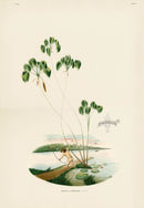 João Barbosa Rodrigues Folio Palm Print Mauritia limnophila - Panteek Antique Prints