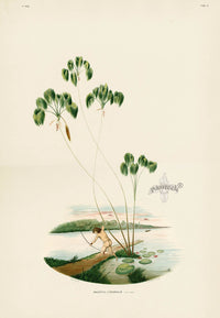João Barbosa Rodrigues Folio Palm Print Mauritia limnophila - Panteek Antique Prints