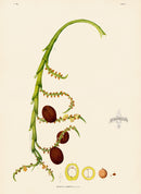 João Barbosa Rodrigues Folio Palm Print Mauritia limnophila - Panteek Antique Prints