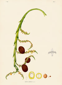 João Barbosa Rodrigues Folio Palm Print Mauritia limnophila - Panteek Antique Prints