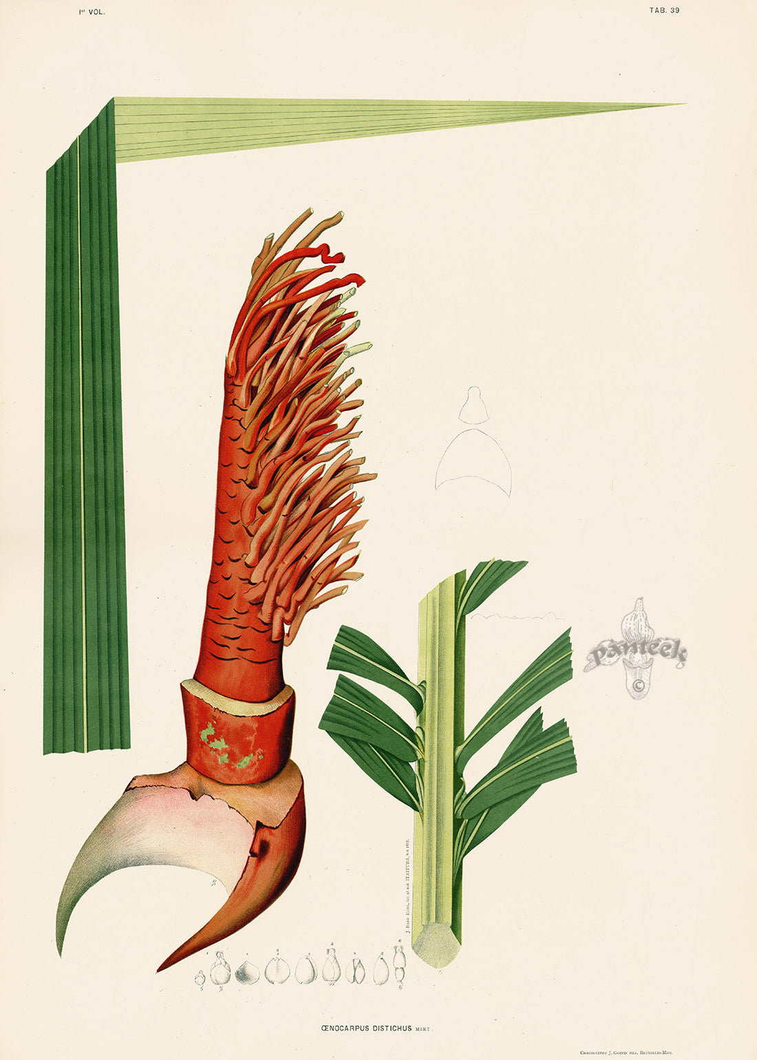 João Barbosa Rodrigues Folio Palm Print Oenocarpus distichus