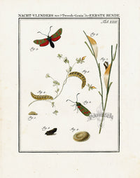 Johann Christiaan Sepp Beschouwing 1762 Print 6 Spot Moth - Panteek Antique Prints