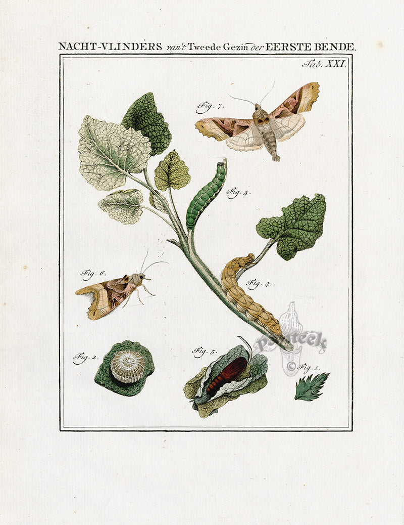 Johann Christiaan Sepp Beschouwing 1762 Print Angle Shades Moth