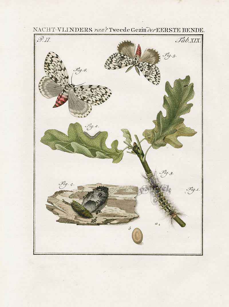 Johann Christiaan Sepp Beschouwing 1762 Print Black Arches Moth