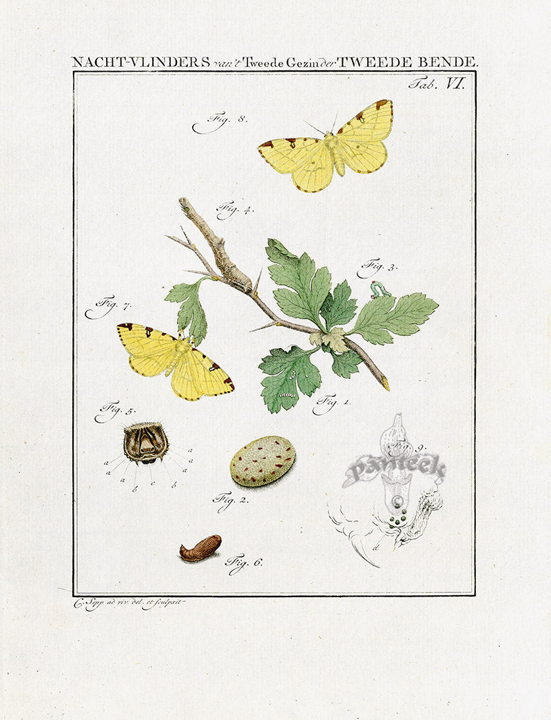 Johann Christiaan Sepp Beschouwing 1762 Print Brimstone Moth