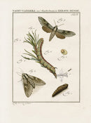 Johann Christiaan Sepp Beschouwing 1762 Print Brindle Beauty Moth - Panteek Antique Prints