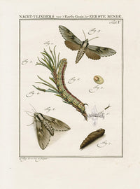 Johann Christiaan Sepp Beschouwing 1762 Print Brindle Beauty Moth - Panteek Antique Prints