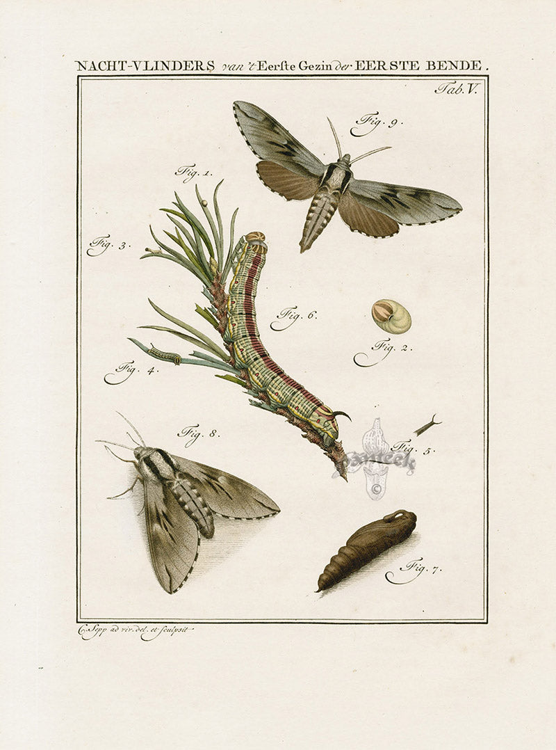 Johann Christiaan Sepp Beschouwing 1762 Print Brindle Beauty Moth