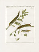 Johann Christiaan Sepp Beschouwing 1762 Print Brindle Beauty Moth - Panteek Antique Prints