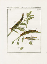 Johann Christiaan Sepp Beschouwing 1762 Print Brindle Beauty Moth - Panteek Antique Prints