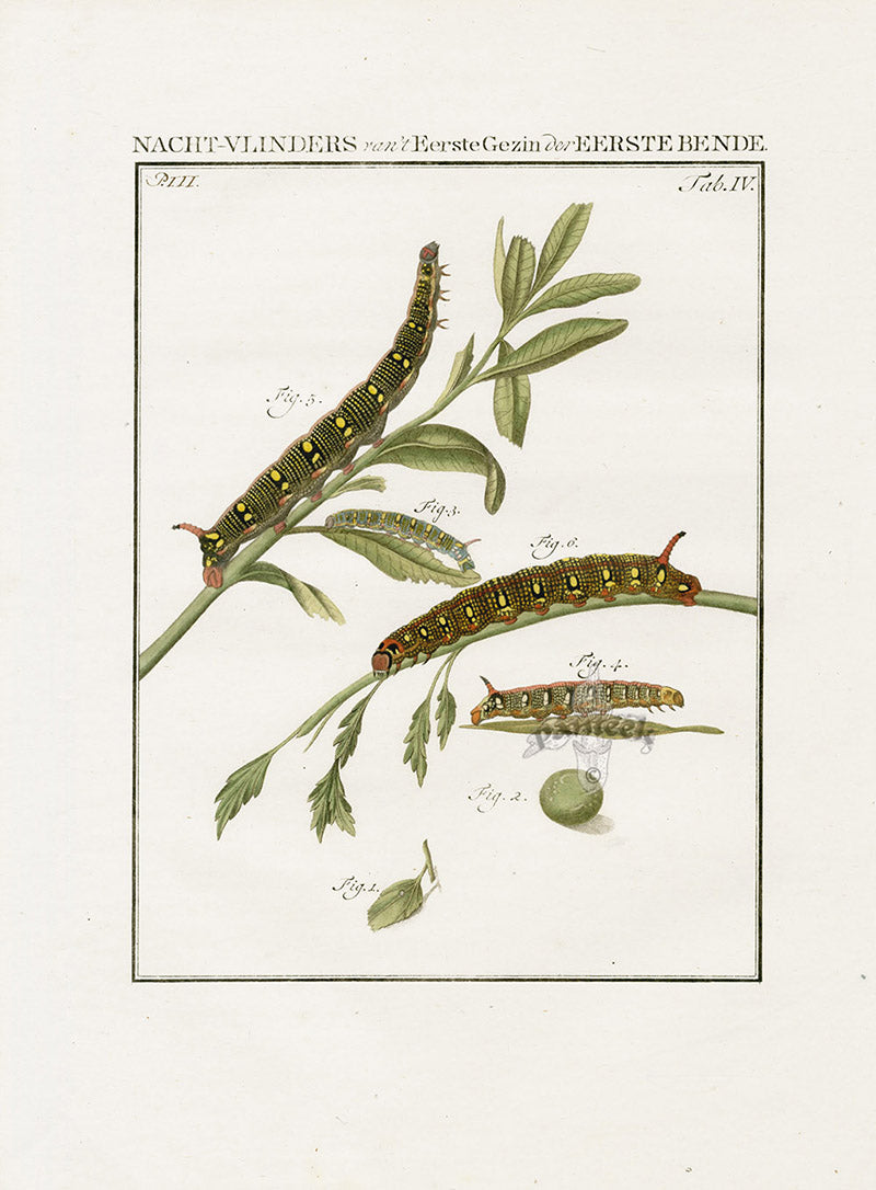 Johann Christiaan Sepp Beschouwing 1762 Print Brindle Beauty Moth