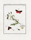 Johann Christiaan Sepp Beschouwing 1762 Print Cinnabar Moth - Panteek Antique Prints