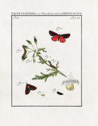 Johann Christiaan Sepp Beschouwing 1762 Print Cinnabar Moth - Panteek Antique Prints