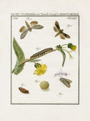 Johann Christiaan Sepp Beschouwing 1762 Print Clothes Moth - Panteek Antique Prints