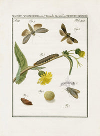 Johann Christiaan Sepp Beschouwing 1762 Print Clothes Moth - Panteek Antique Prints