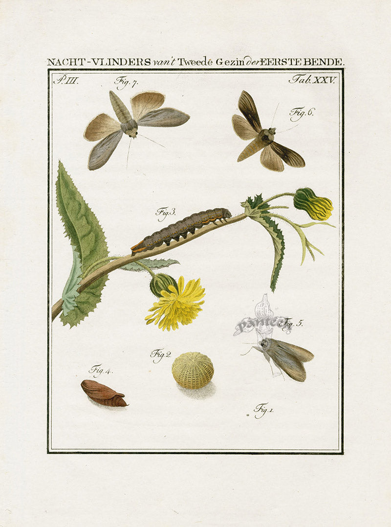 Johann Christiaan Sepp Beschouwing 1762 Print Clothes Moth