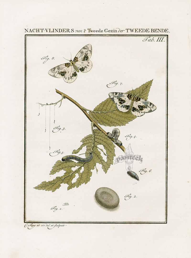 Johann Christiaan Sepp Beschouwing 1762 Print Clouded Magpie Moth