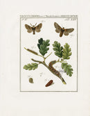 Johann Christiaan Sepp Beschouwing 1762 Print December Moth - Panteek Antique Prints