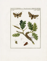 Johann Christiaan Sepp Beschouwing 1762 Print December Moth - Panteek Antique Prints