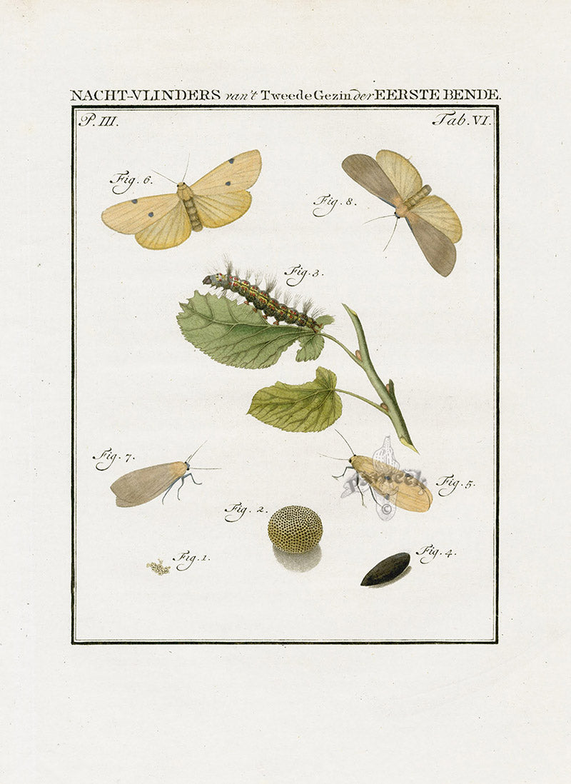Johann Christiaan Sepp Beschouwing 1762 Print Four-spotted Footman Moth
