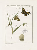 Johann Christiaan Sepp Beschouwing 1762 Print Fritillary Butterfly - Panteek Antique Prints