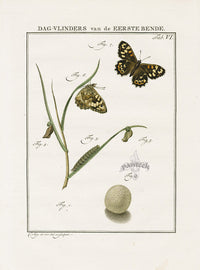 Johann Christiaan Sepp Beschouwing 1762 Print Fritillary Butterfly - Panteek Antique Prints
