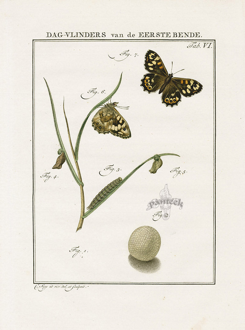 Johann Christiaan Sepp Beschouwing 1762 Print Fritillary Butterfly