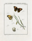 Johann Christiaan Sepp Beschouwing 1762 Print Gatekeeper Butterfly - Panteek Antique Prints