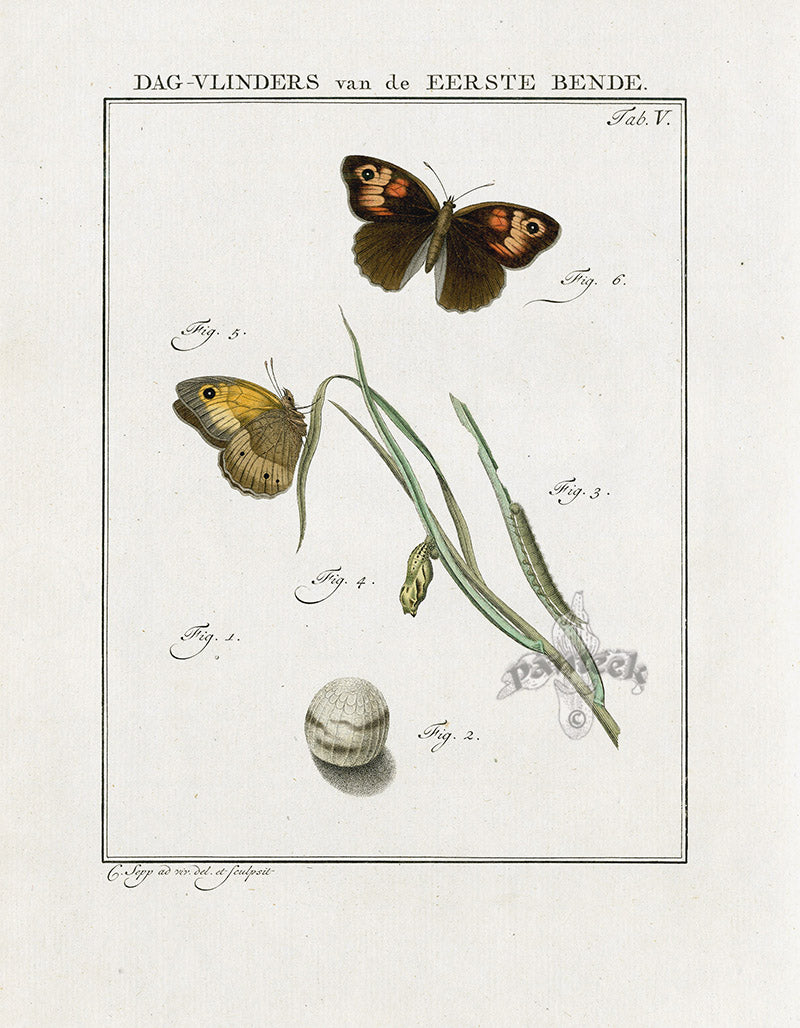 Johann Christiaan Sepp Beschouwing 1762 Print Gatekeeper Butterfly