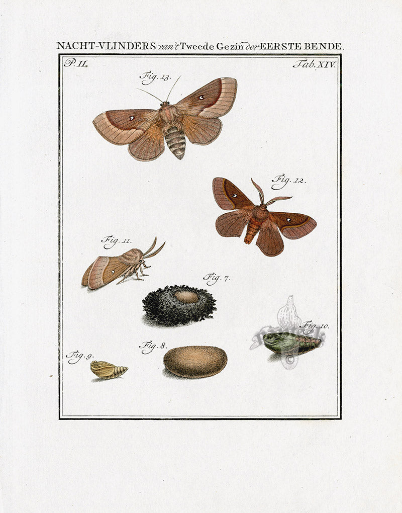 Johann Christiaan Sepp Beschouwing 1762 Print Great Egger Moth
