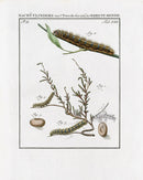 Johann Christiaan Sepp Beschouwing 1762 Print Great Egger Moth - Panteek Antique Prints