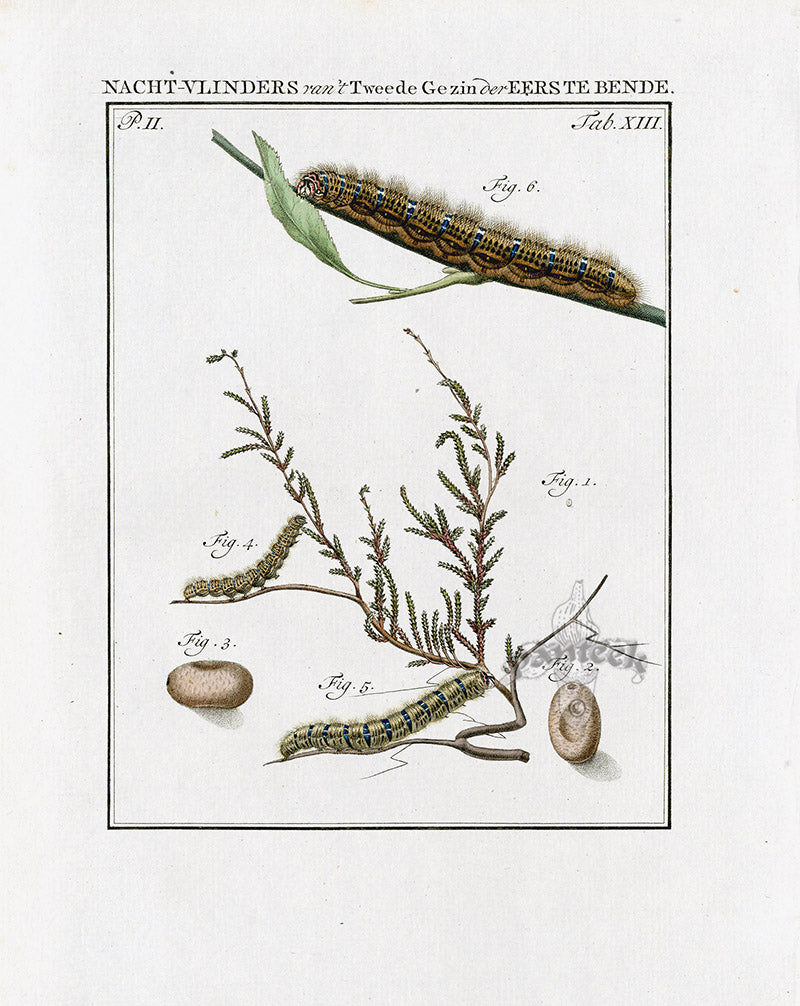 Johann Christiaan Sepp Beschouwing 1762 Print Great Egger Moth