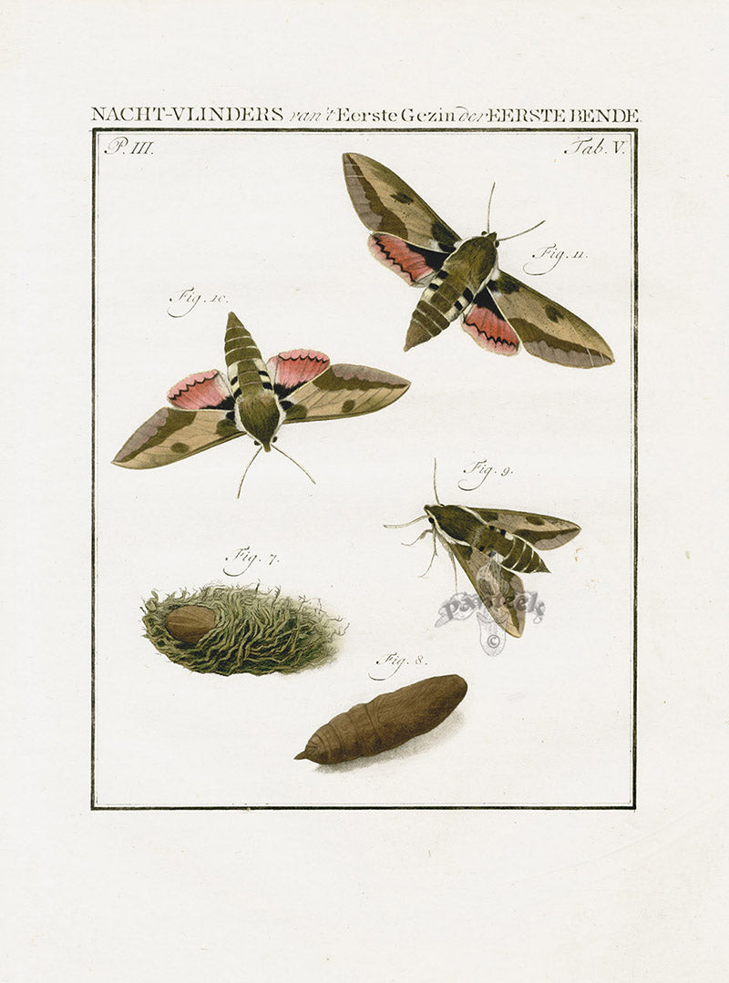 Johann Christiaan Sepp Beschouwing 1762 Print Hawk Moth