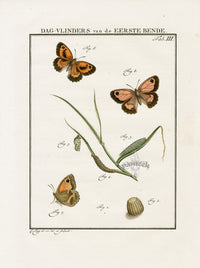 Johann Christiaan Sepp Beschouwing 1762 Print Hedge Brown Butterfly - Panteek Antique Prints