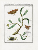 Johann Christiaan Sepp Beschouwing 1762 Print Herald Moth - Panteek Antique Prints