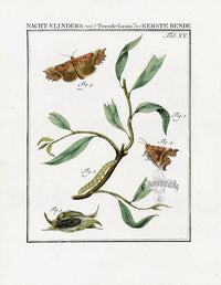 Johann Christiaan Sepp Beschouwing 1762 Print Herald Moth - Panteek Antique Prints
