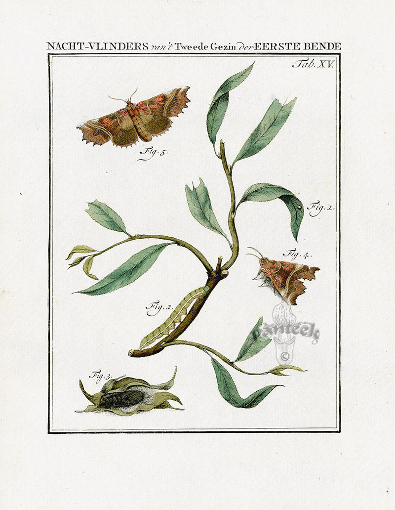 Johann Christiaan Sepp Beschouwing 1762 Print Herald Moth