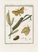 Johann Christiaan Sepp Beschouwing 1762 Print Lappet Moths - Panteek Antique Prints