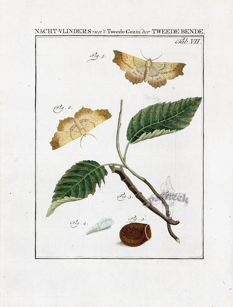 Johann Christiaan Sepp Beschouwing 1762 Print Large Thorn Moth