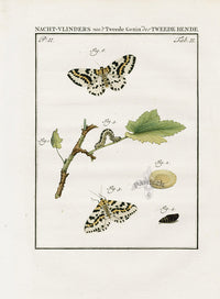 Johann Christiaan Sepp Beschouwing 1762 Print Magpie Moth - Panteek Antique Prints