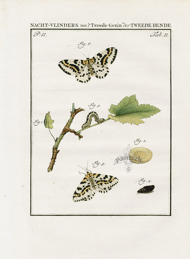 Johann Christiaan Sepp Beschouwing 1762 Print Magpie Moth