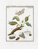 Johann Christiaan Sepp Beschouwing 1762 Print Marbled Moth - Panteek Antique Prints