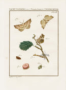 Johann Christiaan Sepp Beschouwing 1762 Print Moth, Caterpillar - Panteek Antique Prints