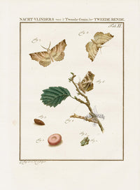 Johann Christiaan Sepp Beschouwing 1762 Print Moth, Caterpillar - Panteek Antique Prints