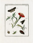 Johann Christiaan Sepp Beschouwing 1762 Print Moth, Marigold - Panteek Antique Prints