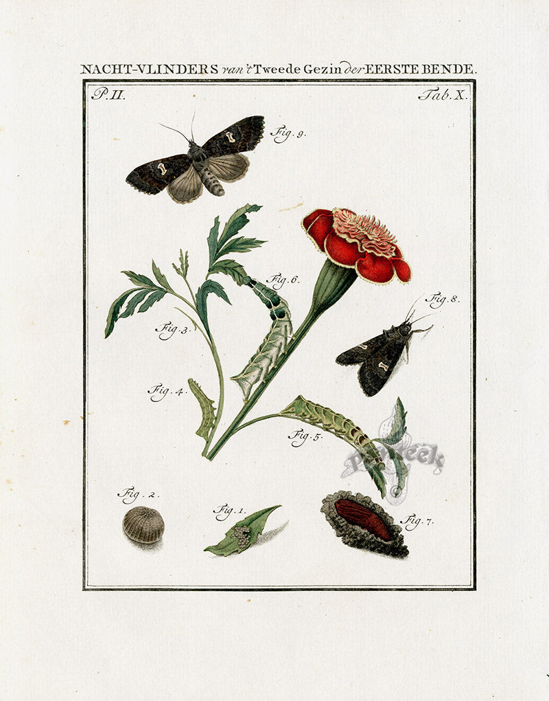 Johann Christiaan Sepp Beschouwing 1762 Print Moth, Marigold