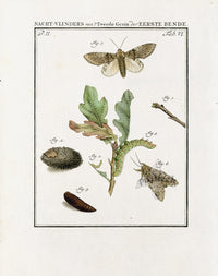 Johann Christiaan Sepp Beschouwing 1762 Print Nut-tree Moth - Panteek Antique Prints